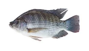TILAPIA